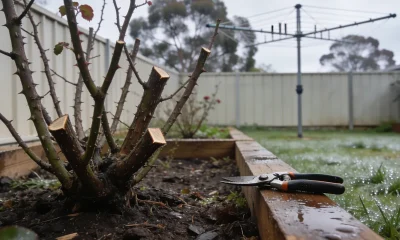 A winter-pruned rose cut back to bare canes in an Australian back garden, secateurs resting on the timber edge of a raised bed, wet grass and a Hills hoist behind under overcast light