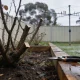 A winter-pruned rose cut back to bare canes in an Australian back garden, secateurs resting on the timber edge of a raised bed, wet grass and a Hills hoist behind under overcast light