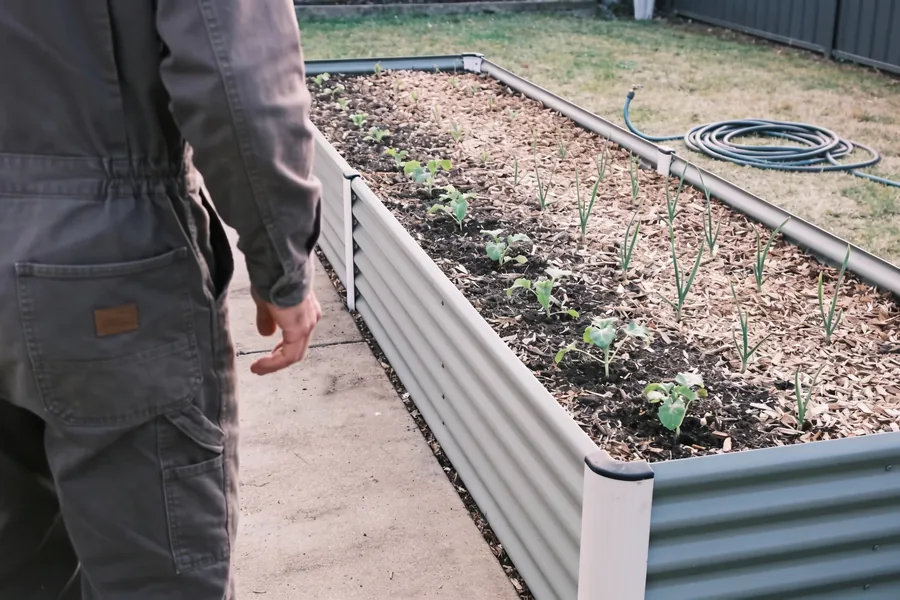 A gardener standing at the long side of a planted raised garden bed, clear ground on all sides and a hose coiled nearby.