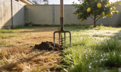 A backyard lawn in early spring light showing a clear line between straw-brown dead grass and green growth, a garden fork upright with a plug of soil beside it and a lemon tree behind