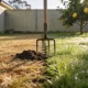 A backyard lawn in early spring light showing a clear line between straw-brown dead grass and green growth, a garden fork upright with a plug of soil beside it and a lemon tree behind