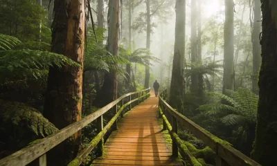 A mossy timber boardwalk curving through a misty Australian forest of mountain ash and tree ferns, with a lone walker in the distance