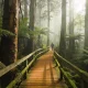 A mossy timber boardwalk curving through a misty Australian forest of mountain ash and tree ferns, with a lone walker in the distance