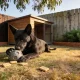 A black kelpie lying on a backyard lawn working a rubber treat-dispensing ball between its paws, with biscuits on the grass and a kennel behind
