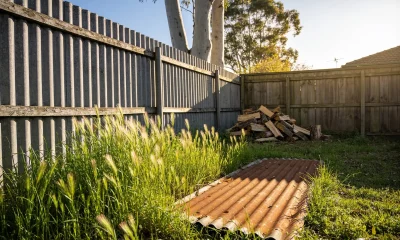 The back corner of a suburban Australian yard in spring sun, with long grass along a corrugated fence, an old sheet of roofing iron on the ground, a woodpile and gum trees beyond