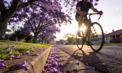 A suburban street lined with jacaranda trees in full purple bloom, fallen flowers carpeting the gutter and footpath, and a cyclist riding past in low morning sun