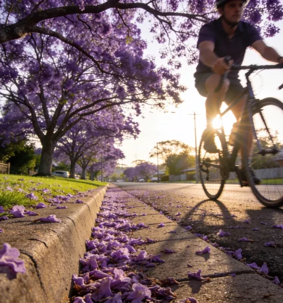 A suburban street lined with jacaranda trees in full purple bloom, fallen flowers carpeting the gutter and footpath, and a cyclist riding past in low morning sun
