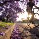 A suburban street lined with jacaranda trees in full purple bloom, fallen flowers carpeting the gutter and footpath, and a cyclist riding past in low morning sun